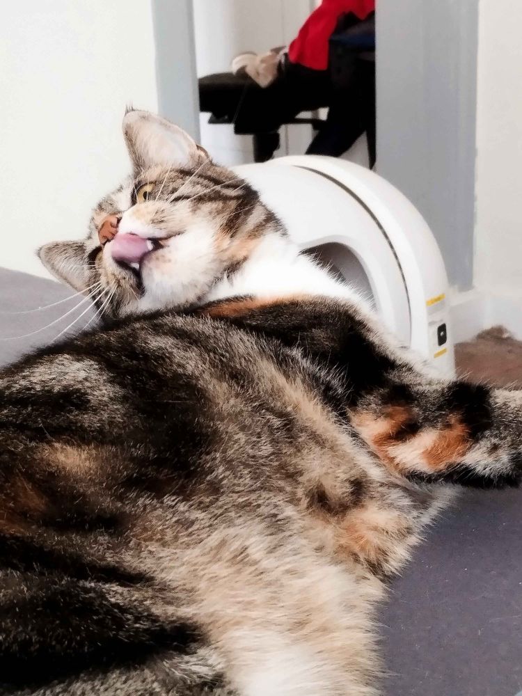 A tortoieshell cat with her tongue out.