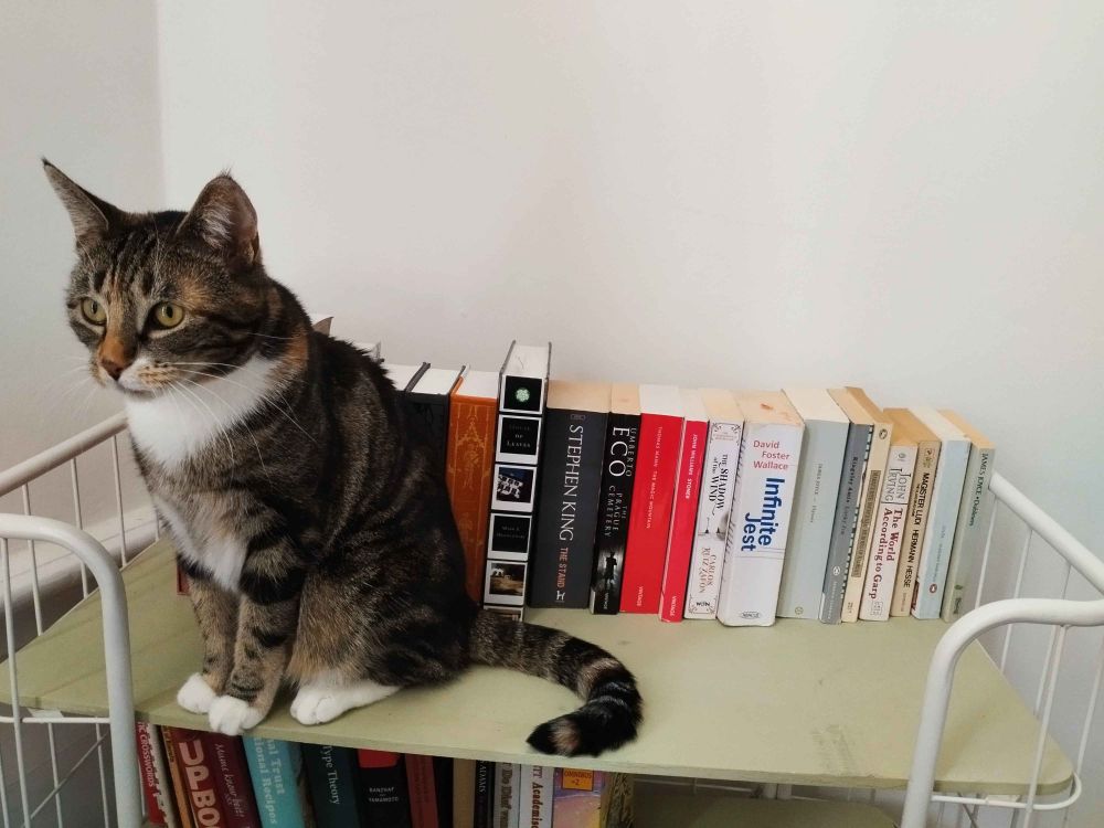 A tortoieshell cat on a bookshelf.
