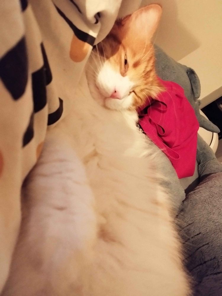 An orange and white cat on his back looking very relaxed.