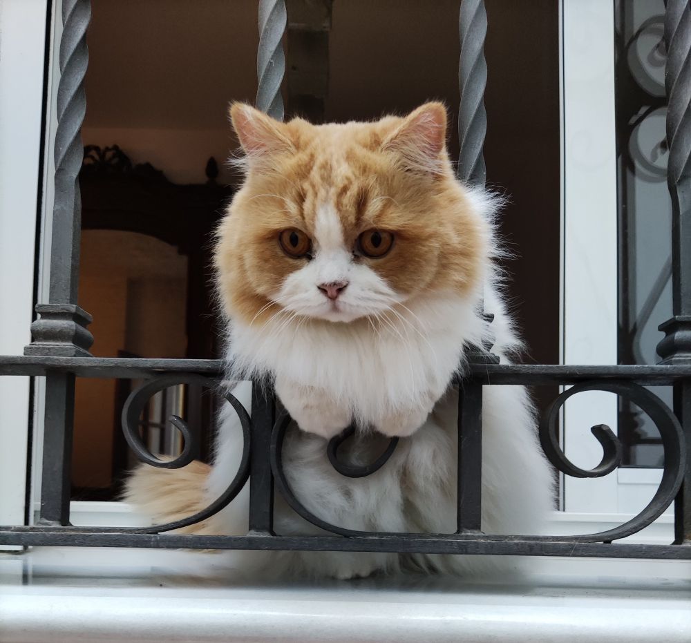 Gata de pelo semi largo, mestiza de persa de color blanco con máscara y ojos naranjas, sobre mármol blanco asomada a una ventana con rejería negra.