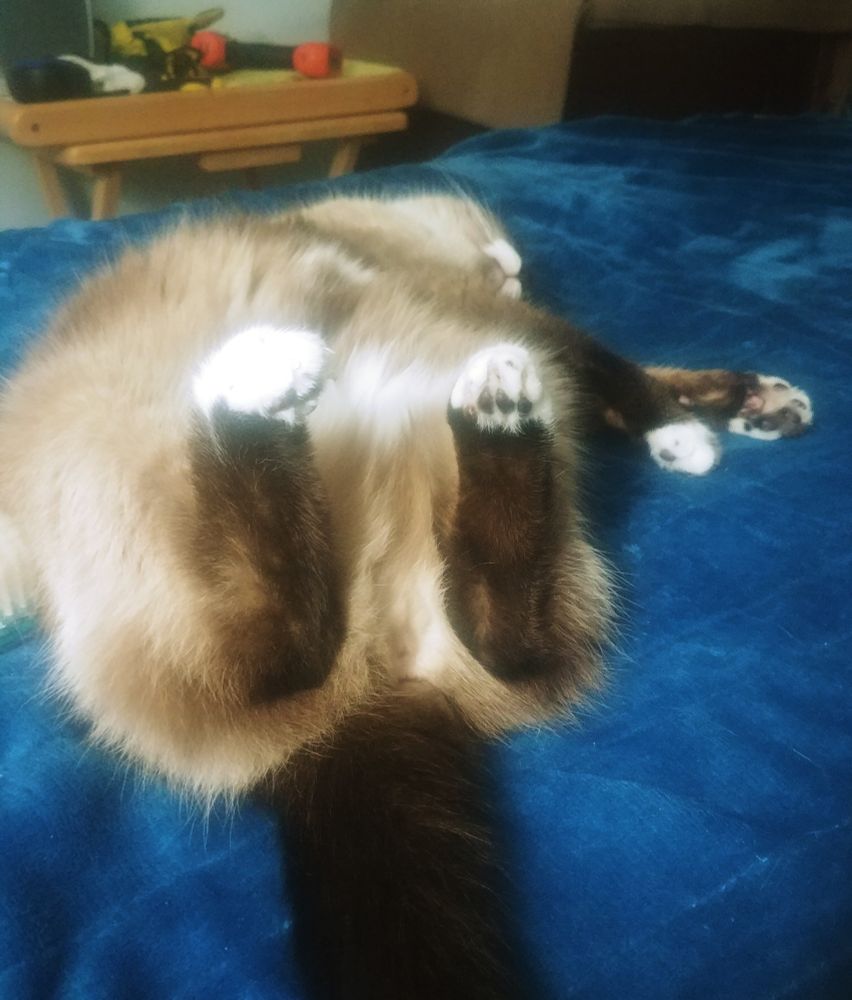 Snow the Snowshoe cat, sunny side up on the bed. 