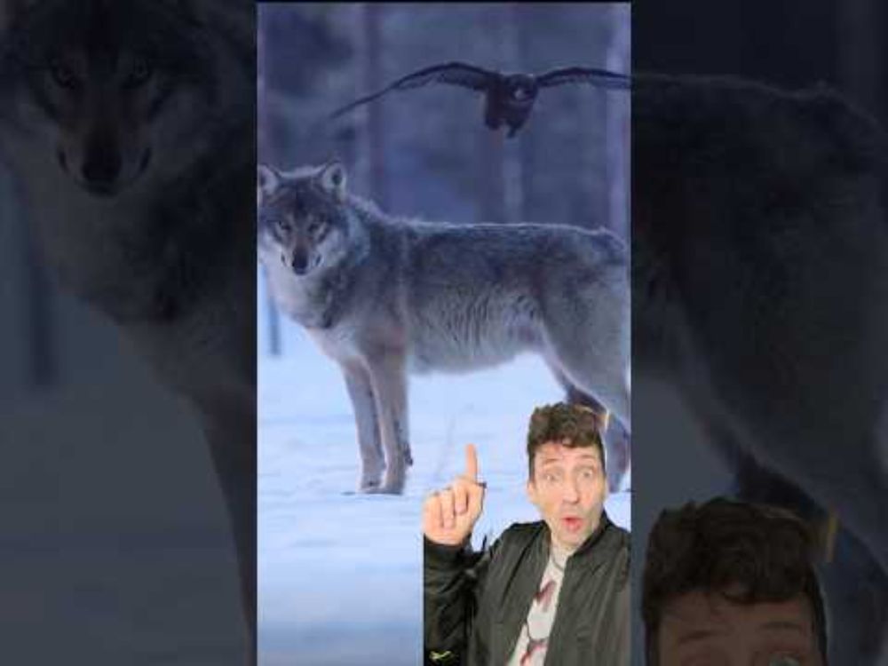 Wolves and Ravens