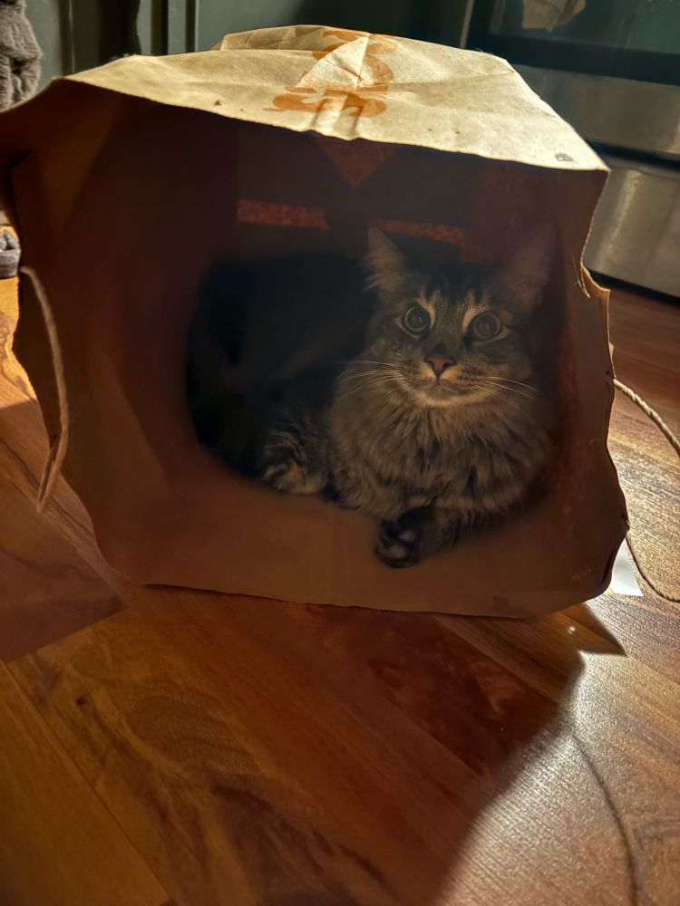 cat in a brown paper bag