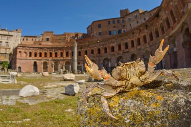One of this little crabbies that loves in the cloa a maxima and Rome. They've got their little crabbie claws up in the air and there are a bunch of sick ass ruins in the background. 