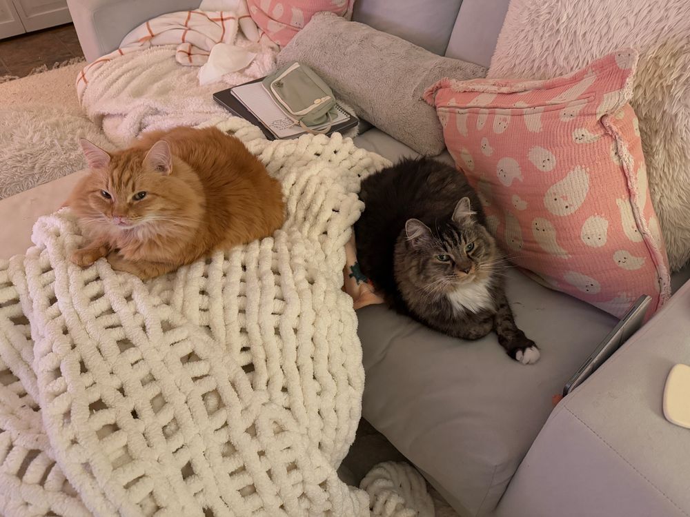 A brown cat and orange cat look up at the camera; they’re sitting on the couch with no room left for me! 