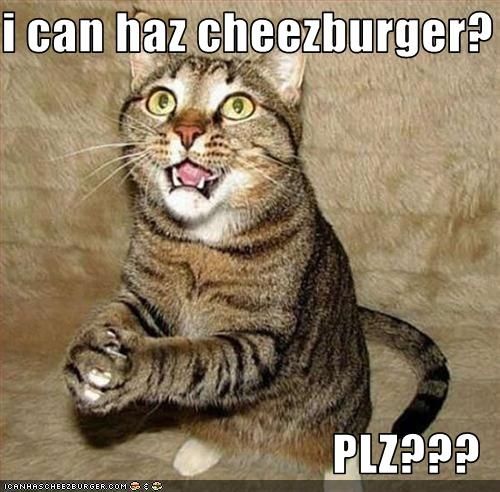 An old-school meme of a cat appearing to look up with grasped paws, pleading. Captioned "i can haz cheezburger? PLZ???"

An icanhascheezburger.com watermark is across the bottom.