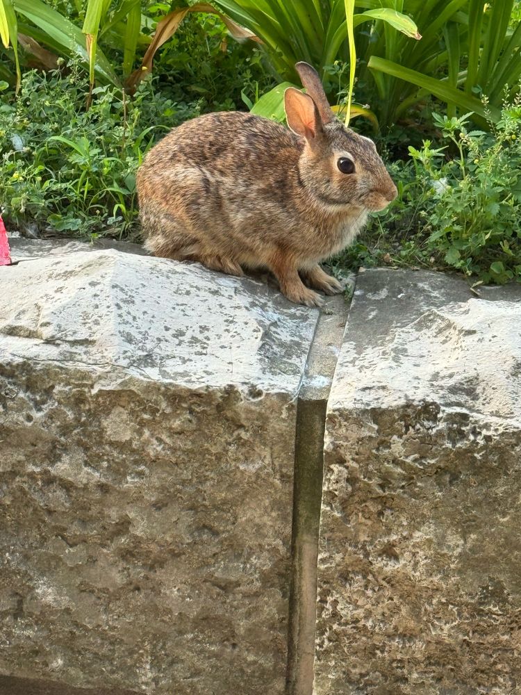 Little bunny friend sitting in a planter 