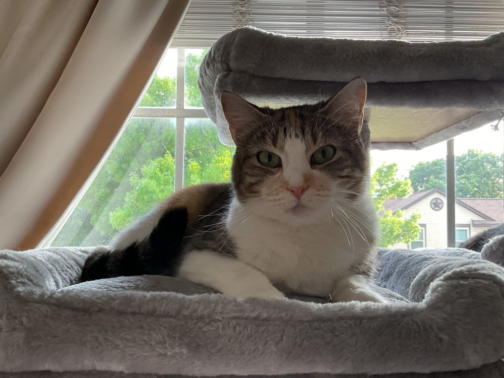 A calico cat is lying on one of the top levels of a gray cat tree. She has a sort of contemplative expression and is looking directly at the camera. The windows behind her show green trees and that the day is a bit overcast.