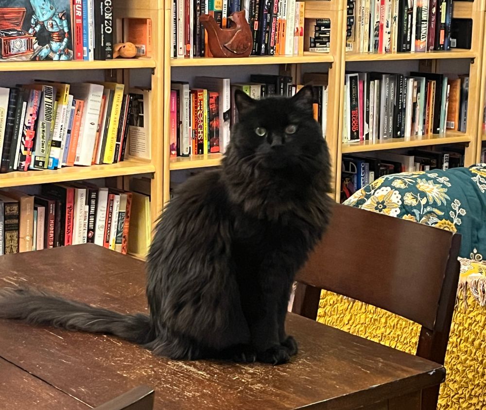 A long-hair, large black cat is sitting on a very scratched up wood table. In the background is a wall of bookcases and a mustard-colored sofa is also visible.