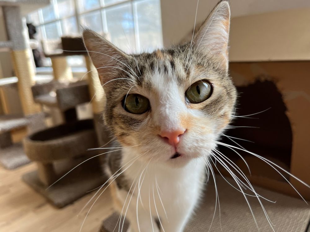 Small calico cat with very long whiskers is standing on cardboard cat house. There are visible bites and chew marks that show the cat has been chewing on the house. The photo focuses on her face. She is close to the camera and making direct eye contact.