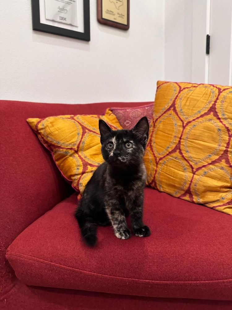 Tortoise-shell kitten is sitting on a red chair with red and yellow pillows behind her. She's focused on something other than the camera - probably a second person trying to get her attention so she will look up. 