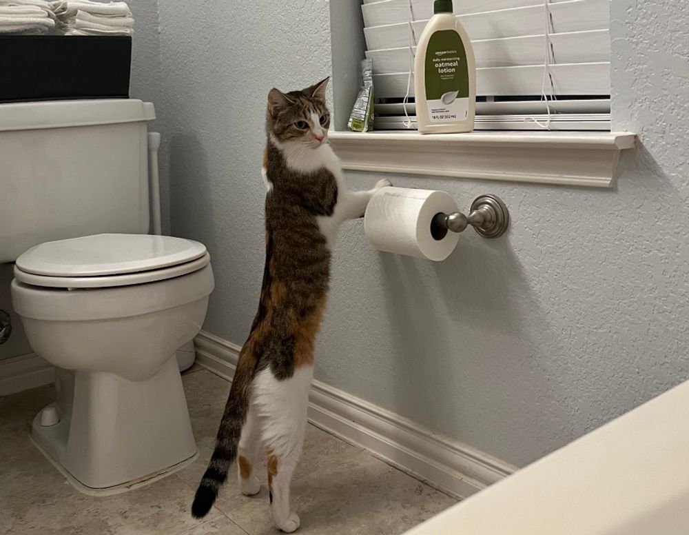 Small calico cat is in bathroom next to a toilet and under a window. She is annoyed by a bottle of lotion sitting on a window sill and has stretched out to a ridiculous degree to be able to see what else is on the sill.