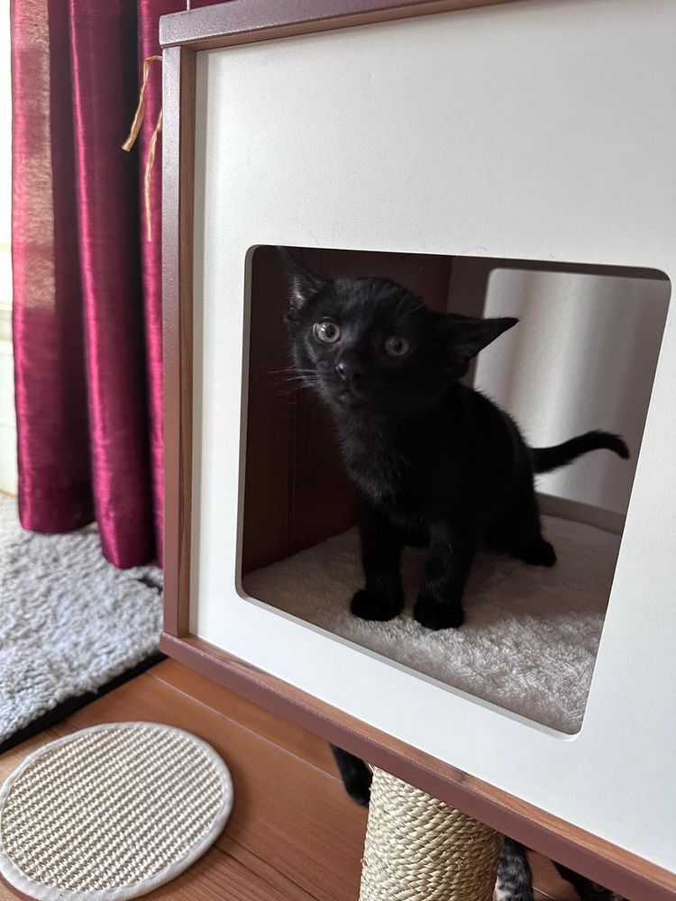 Black kitten is sitting in a cat condo, looking at the camera. The kitten is curious about the camera and looks like she's about to jump down. 