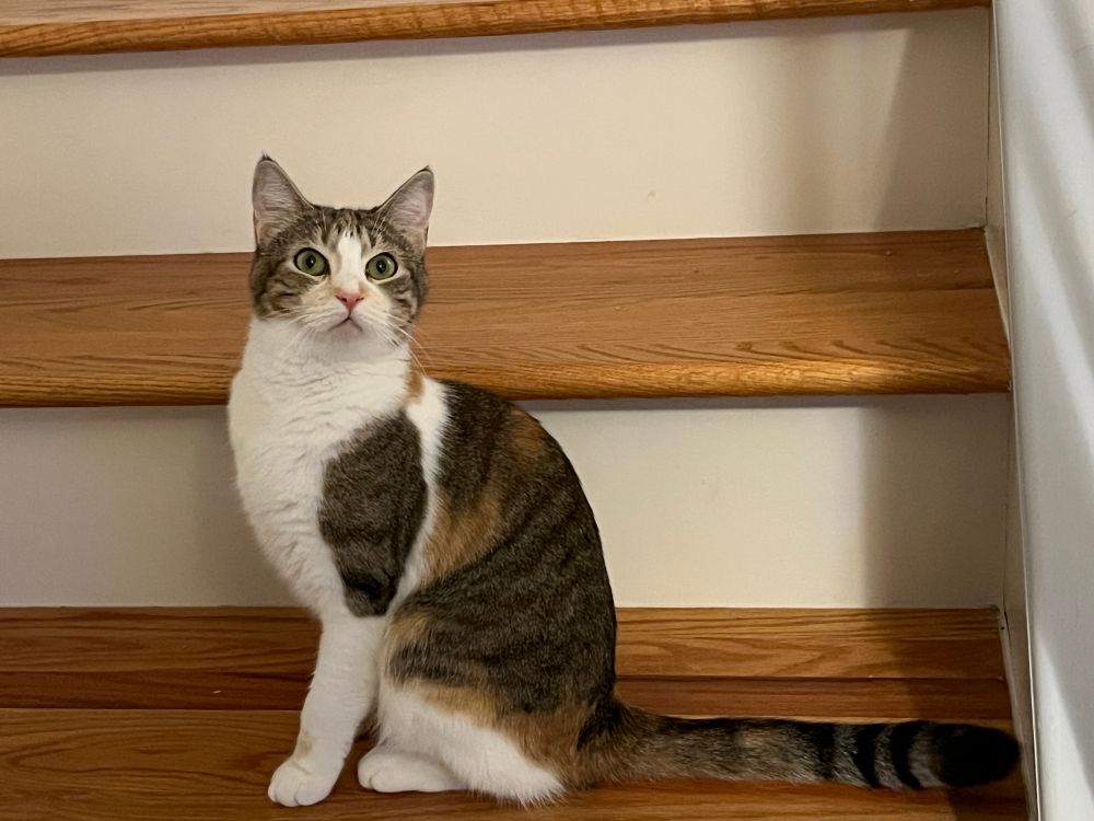 A small calico cat is sitting on some stairs inside a house. Her name is Mirabelle. The stair planks are oak and the backboards are cream colored. She's staring at something just above the camera and seems to be on high alert. Her tail is straight out, parallel to the stair she is sitting on. 