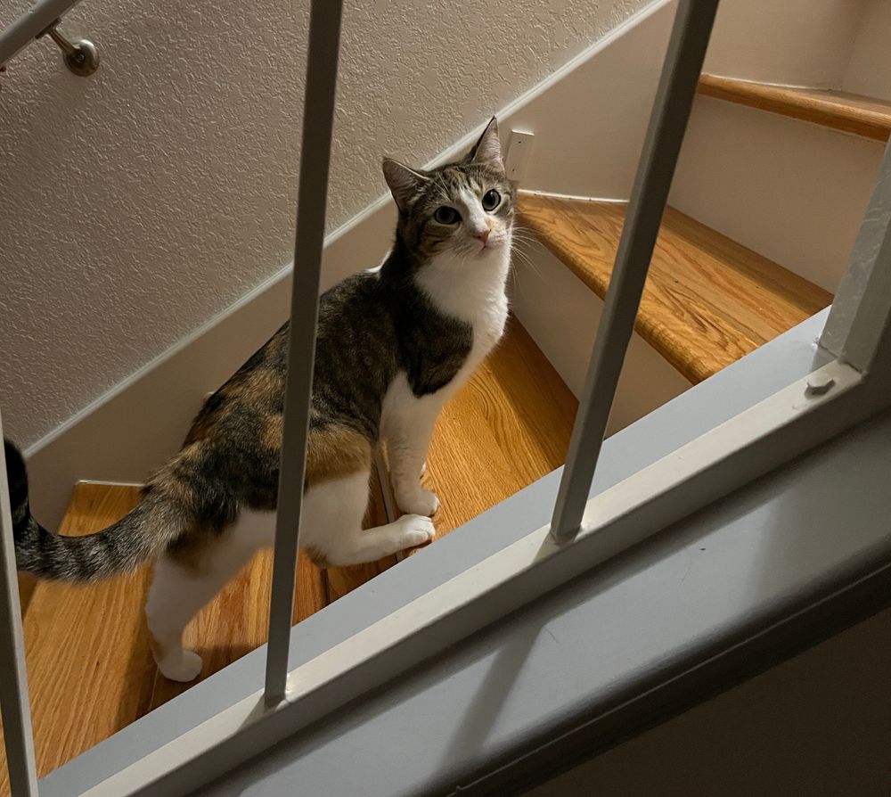 A pretty calico cat is walking up stairs in a house. She is looking directly at the camera, and is framed by the rails holding up the banister. 