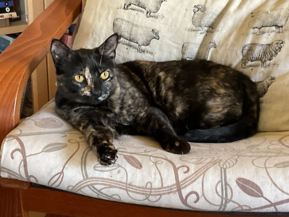 Depicted is a tortoise shell colored cat lying in an IKEA Poang chair. Her name is Calliope. The chair is clearly a chair she sits on often as her hair is all over it. Behind her in the chair is an IKEA pillow depicting various sheep. She's looking to the left of the camera. 