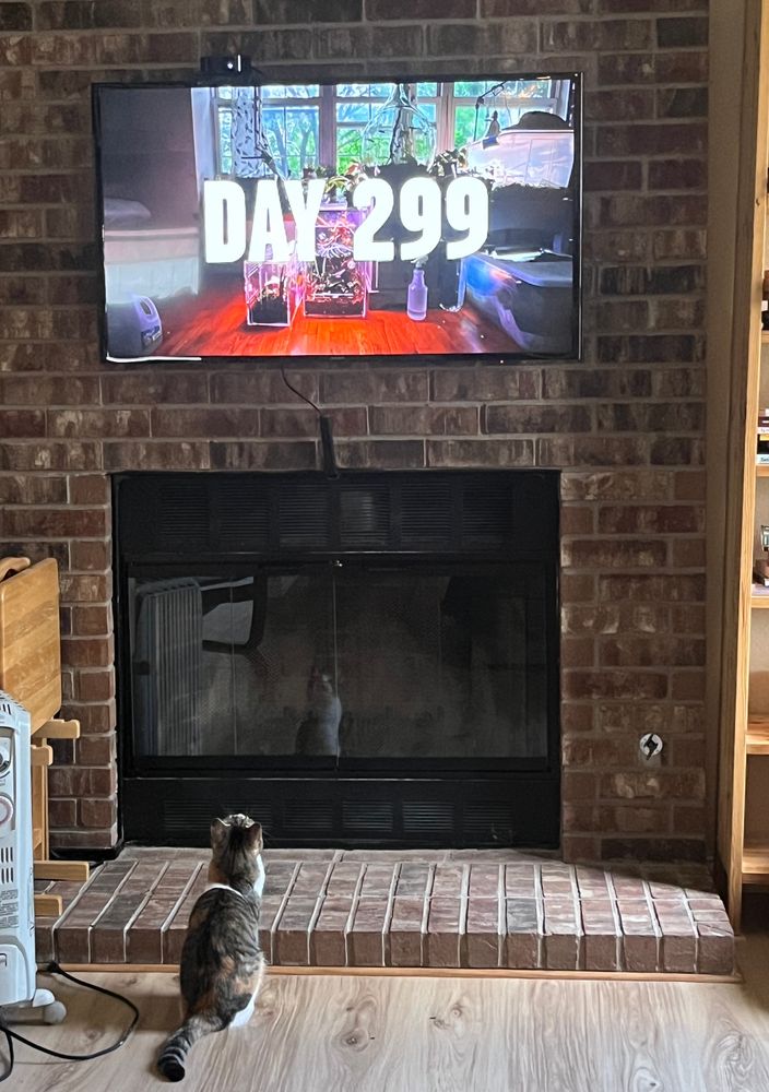 Calico cat sitting on the floor in front of a wall mounted television set, watching videos of lizards.
