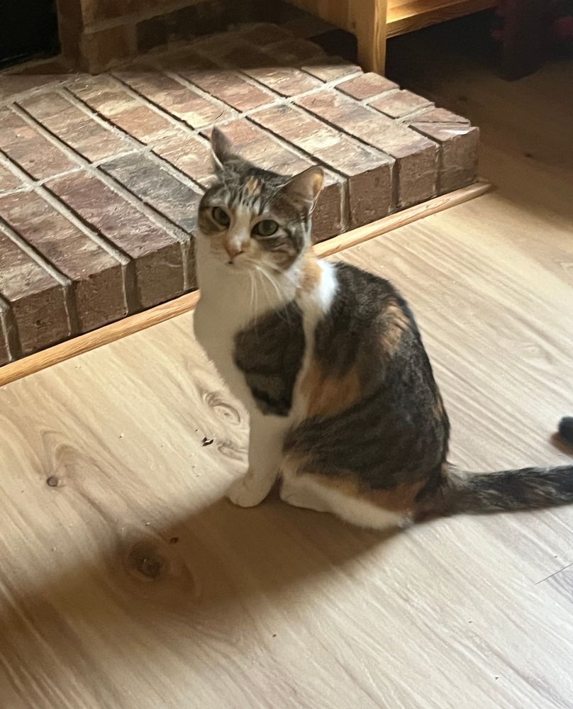 Annoyed calico cat sitting on the floor, visibly peeved that her TV time was interrupted