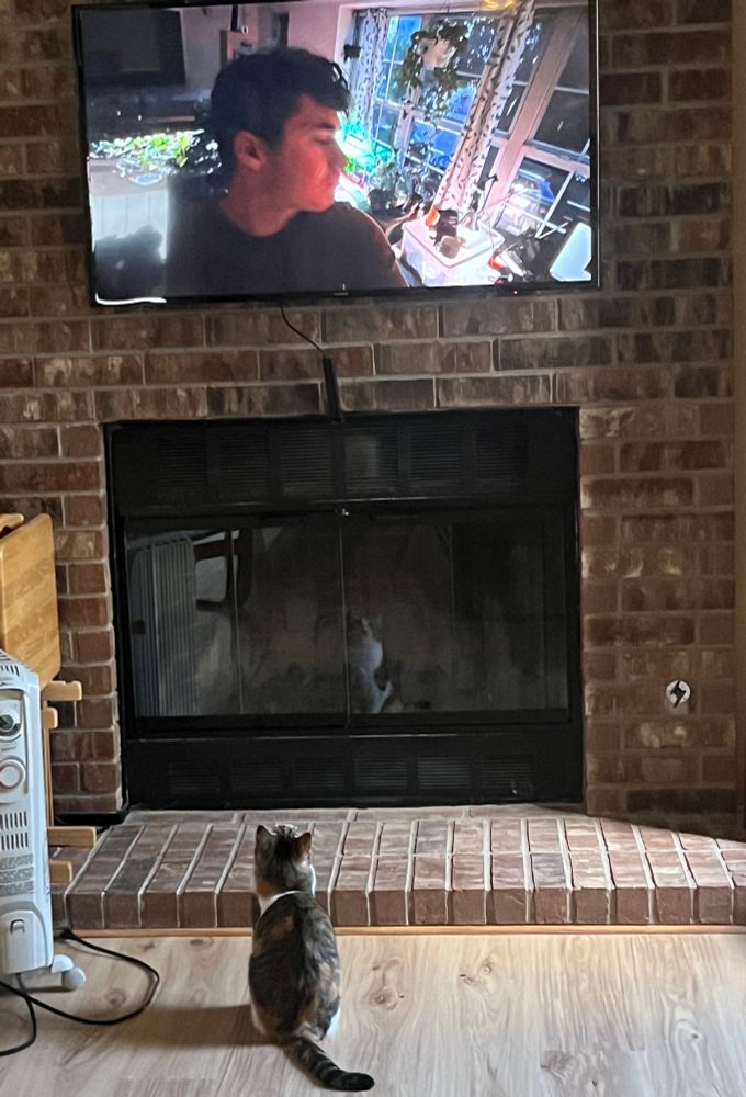 Calico cat sitting on the floor in front of a wall mounted television set, watching videos of lizards.