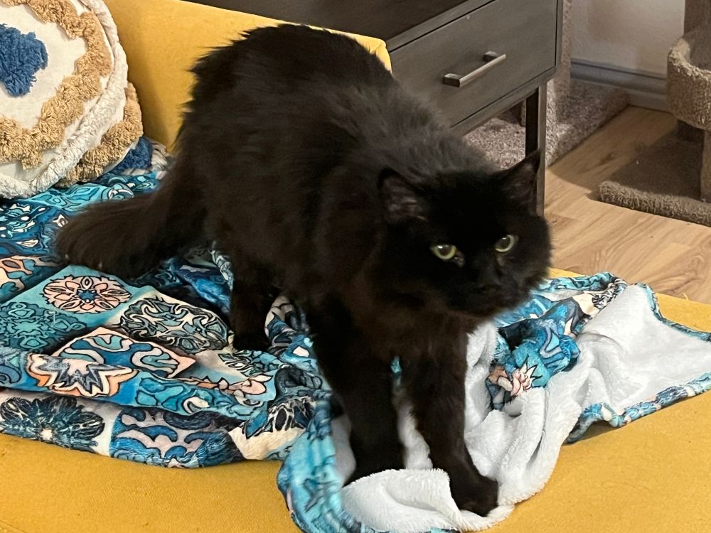 Depicted is a large but thin long haired black cat. His name is Boo Radley and is standing on a blue patterned blanket placed on a mustard yellow couch. He appears to be making biscuits on the blanket. He's looking at something to the left of the camera. 