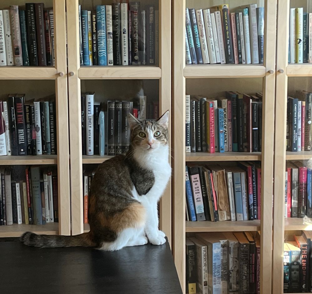 A small calico cat is sitting on a side table. She is looking directly at the camera. Behind her is a wall of glass-front IKEA bookshelves. 

