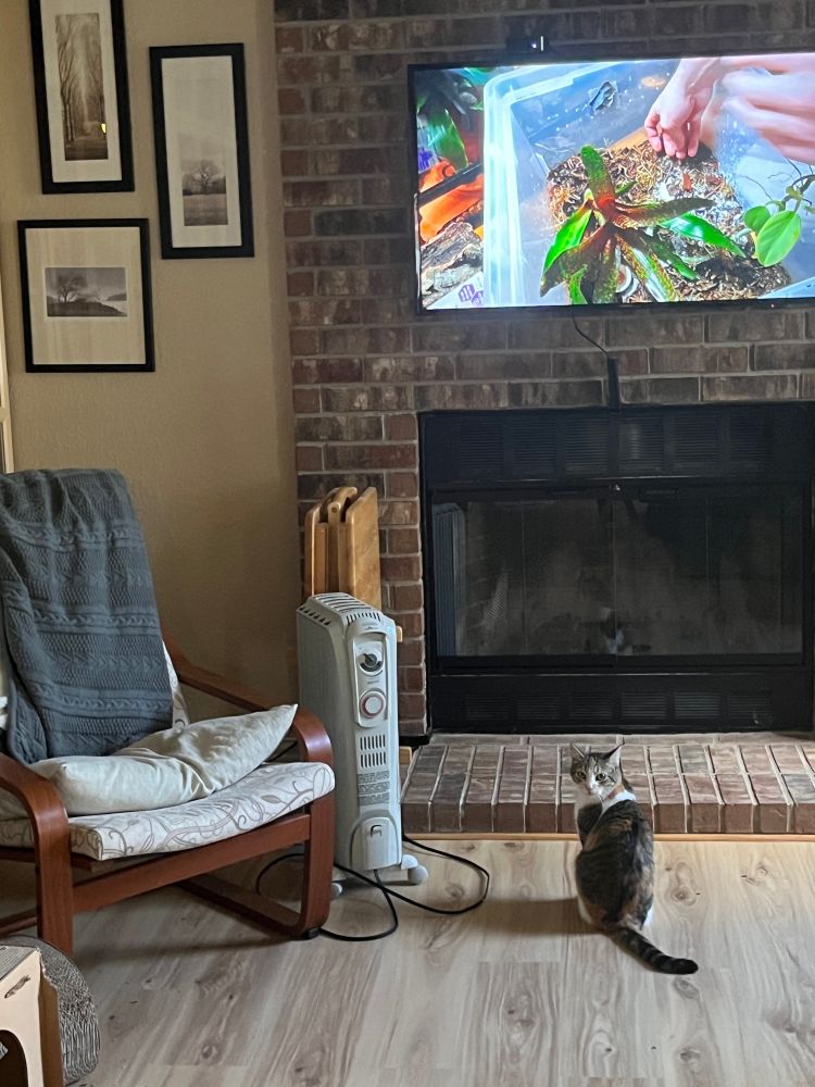 Calico cat sitting on the floor in front of a wall mounted television set, watching videos of lizards, looking back at human taking photo, visibly annoyed.