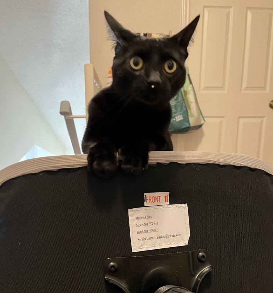 A solid black cat is peeking up over the seat of an office chair that is being assembled. The cat's ears are in the "airplane" configuration and she has a small bit of white lint just under her nose.