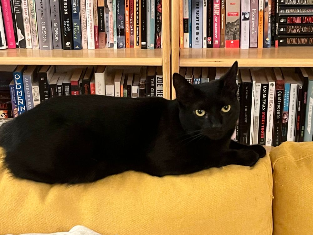 Photo depicts a short haired black cat lying on the back cushion of a mustard yellow couch. Her name is Clio. Behind her are bookcases filled with books. She's looking at the camera, with her ears in the half-airplane position. She seems annoyed at being photographed. 