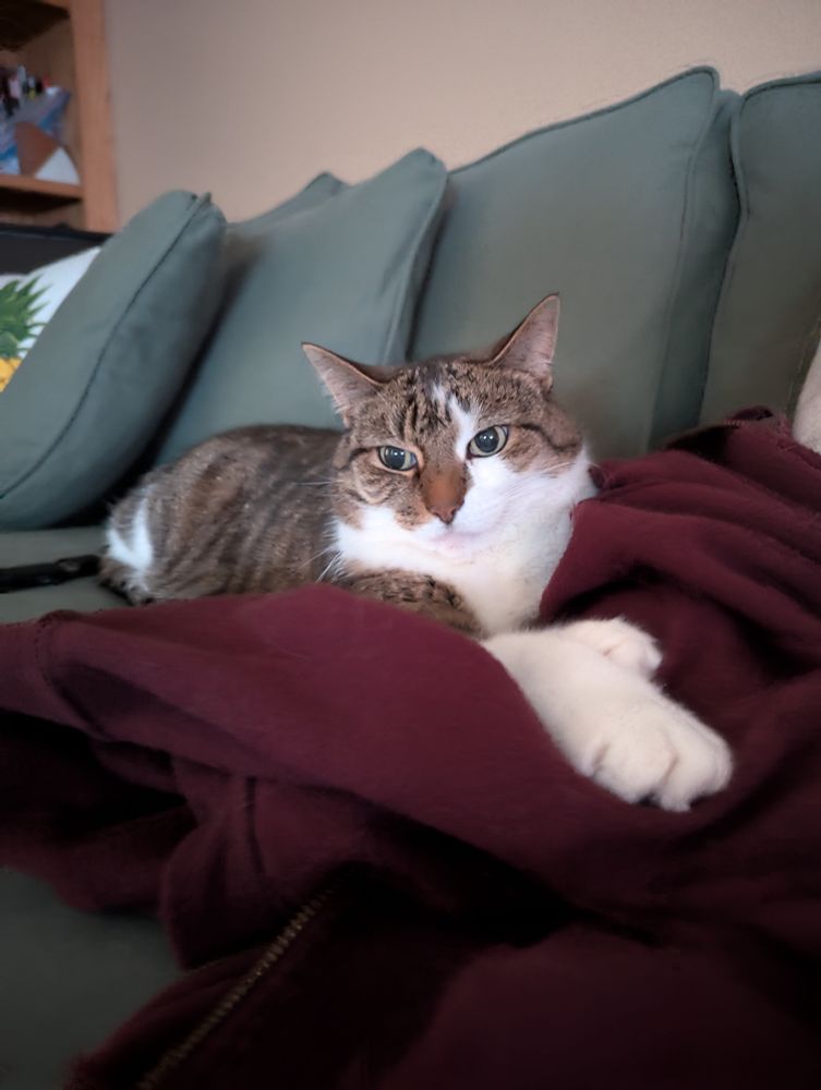 A brown and white chubby cat laying on a red hoodie.