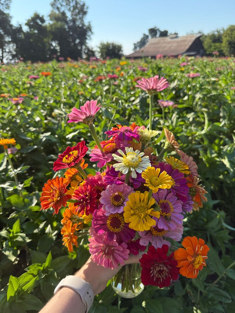 A POV shot of my flowers :) a bouquet of varied colors of zinnias: red, orange, yellow, white, and different shades of pink. 