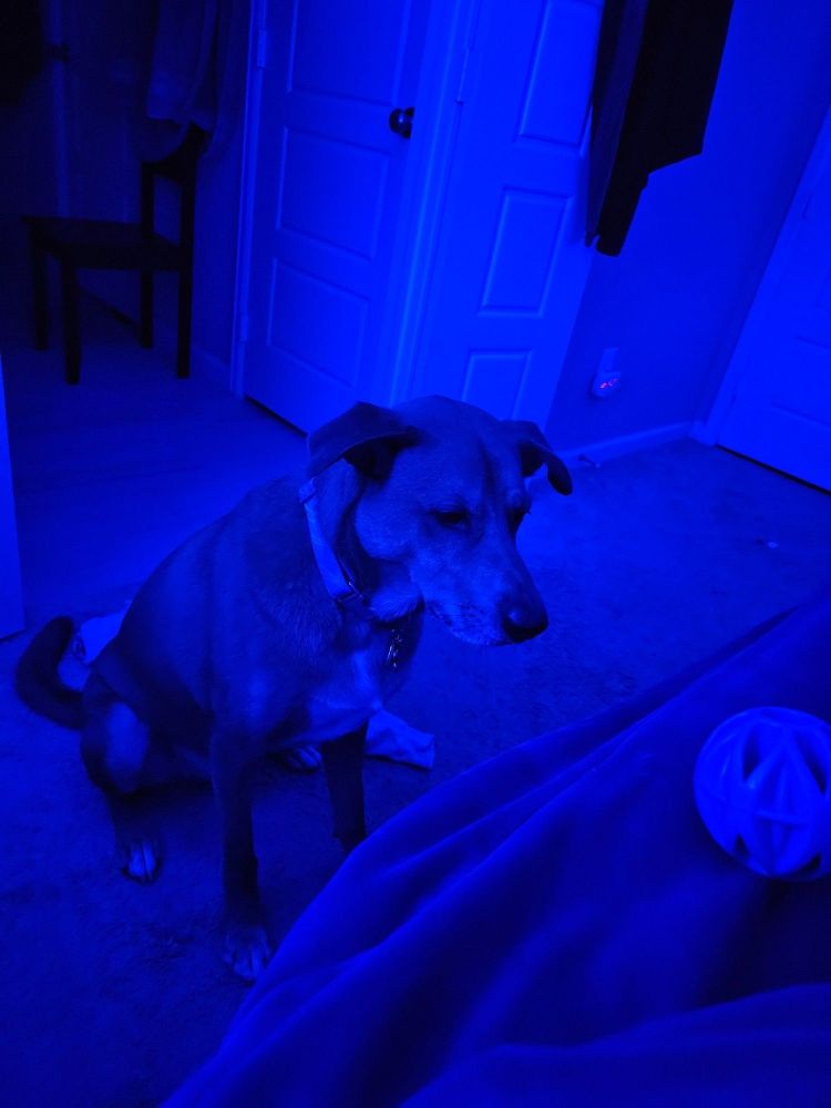 Midsized floppy eared dog sitting and staring at a ball on a piece of furniture, all in shades of blue from lighting.