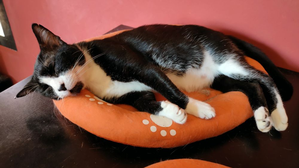 Gato tuxedo tumbado sobre una cama naranja 