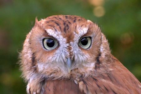 picture of a brown owl