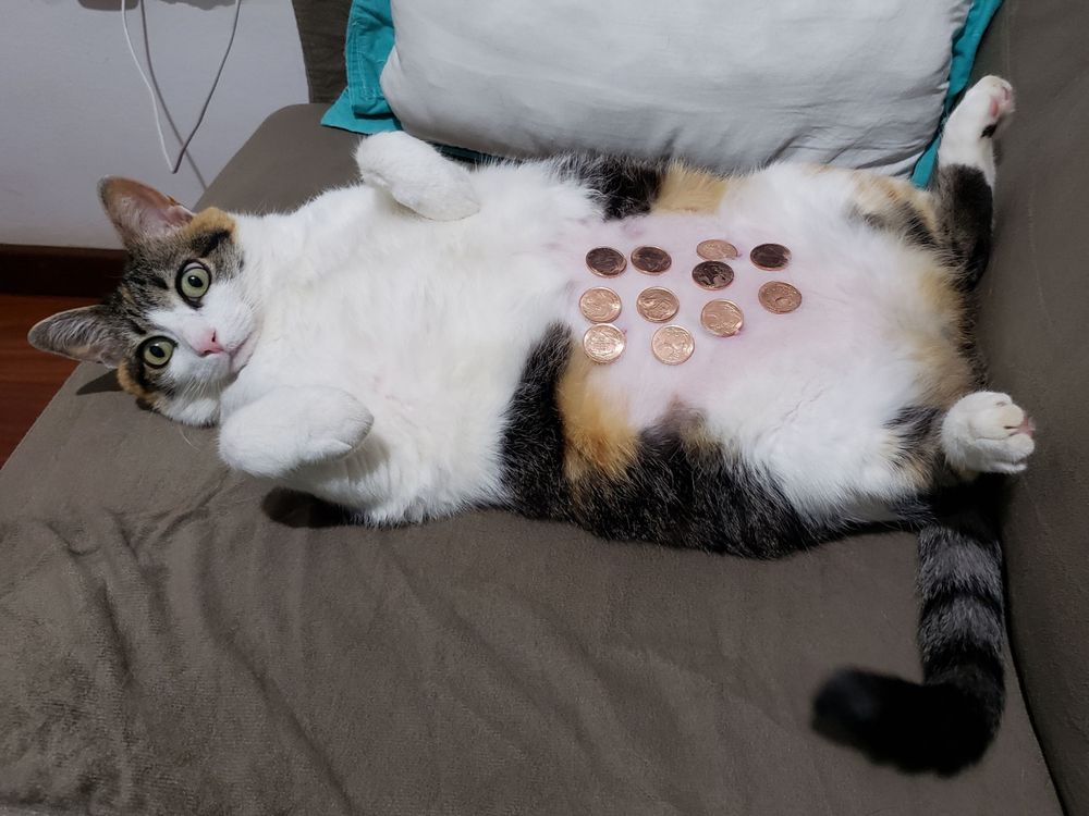 Uma gata tricolor está deitada de barriga pra cima em um sofá cinza. Ela olha diretamente para a câmera e tem 11 moedas de 5 centavos em sua barriga.