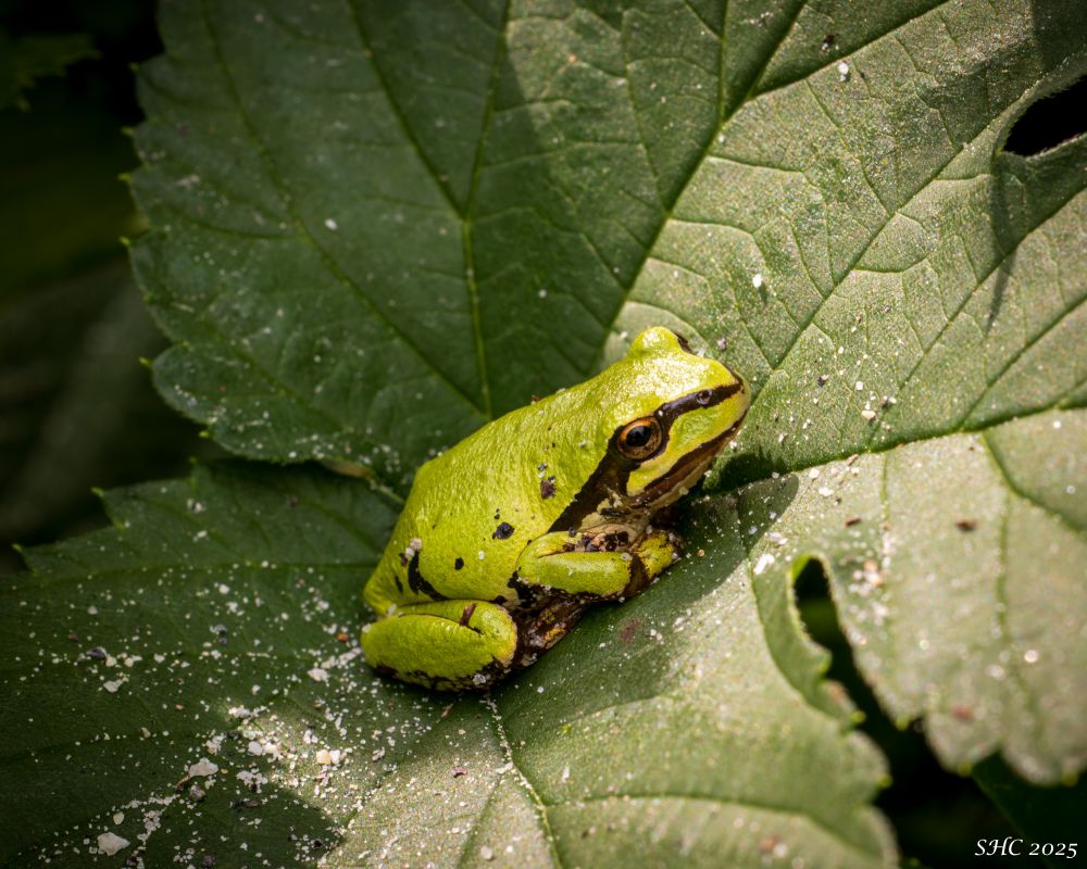 A lime green Pacific tree frog sits in the sun on a leaf. There are white crystals on the leaf and on the body of the frog.