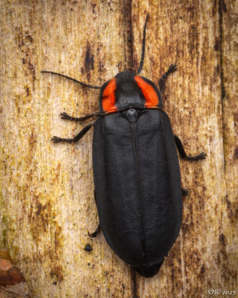 Looking down on the firefly from above. The head has vivid red bands. The black, legs and antennae are a deep shade of black.