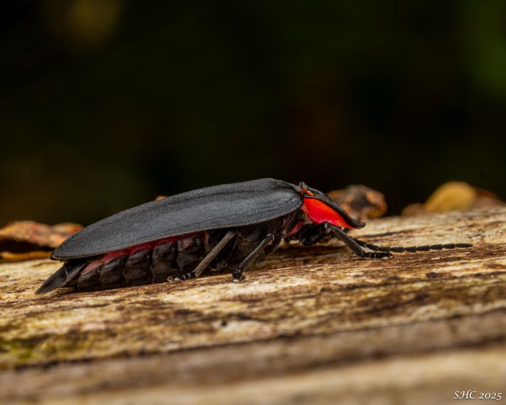 Looking down on the firefly from above. The head has vivid red bands.  There are hints of red on the abdomen under the shell. The black, legs and antennae are a deep shade of black.