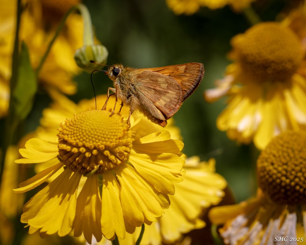 A skipper moth, rusty brown in color, on a vivid yellow flower.