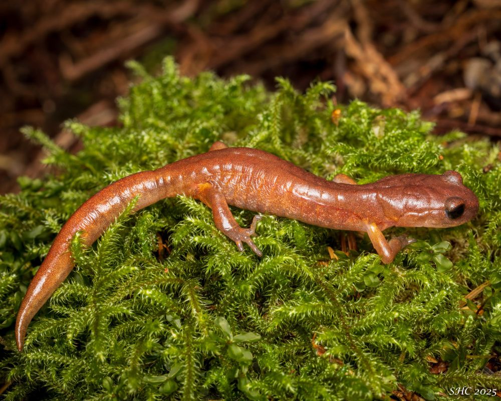 An orange-brown ensatina viewed side-on. It is sitting on a bed of moss on the forest floor.