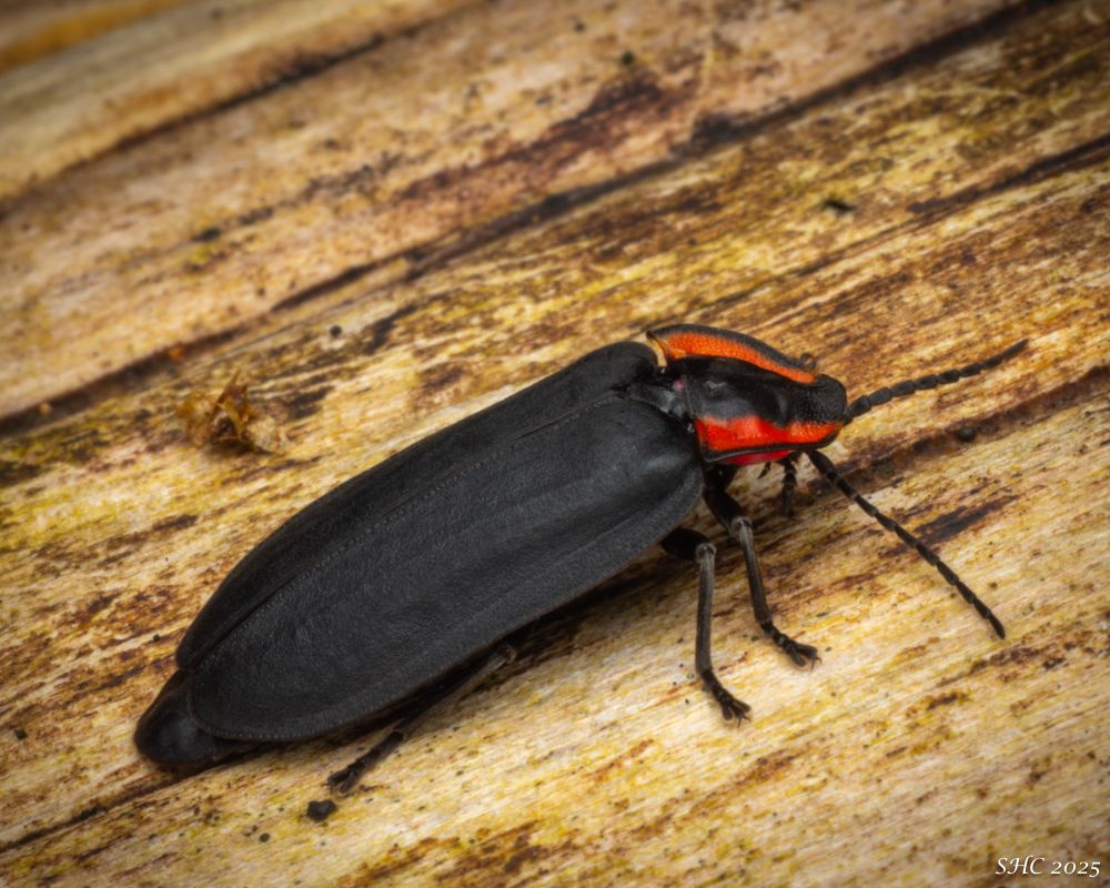 Looking at the firefly from the side. The head has vivid red bands. The black, legs and antennae are a deep shade of black.