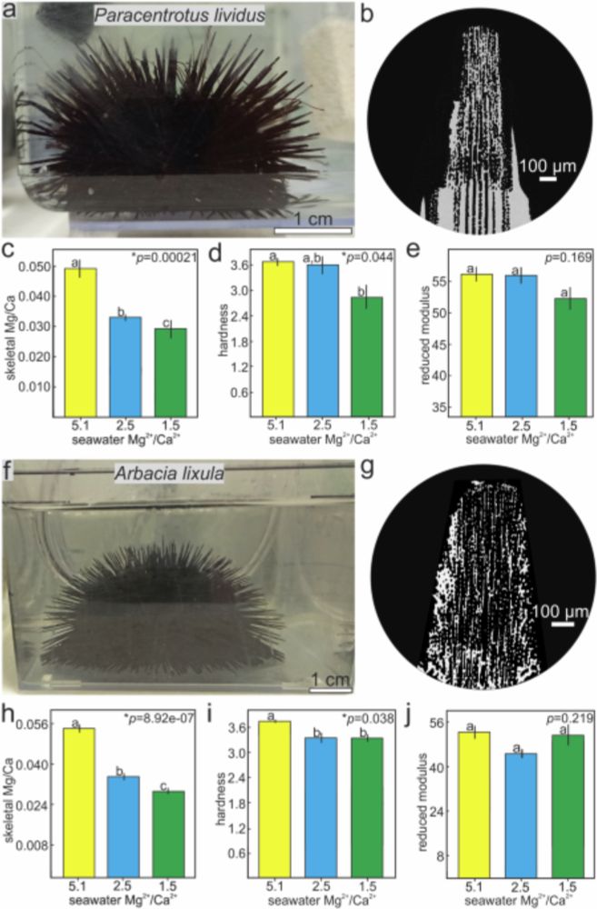 Calcium-rich seawater affects the mechanical properties of echinoderm skeleton - Communications Earth & Environment