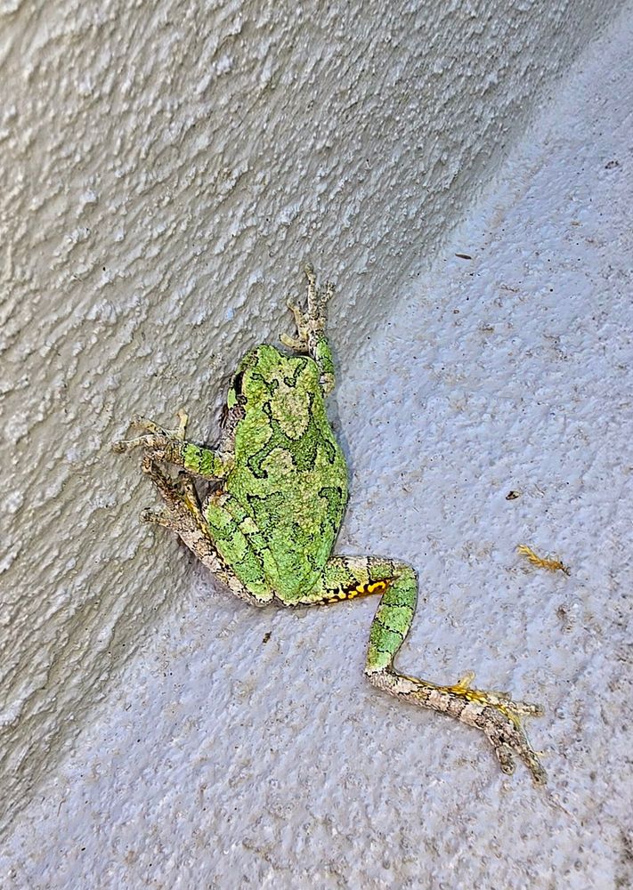 Mottled green tree frog, with yellow markings visible on one extended back leg. Sitting on a grey step, right at the juncture of the step and the riser.