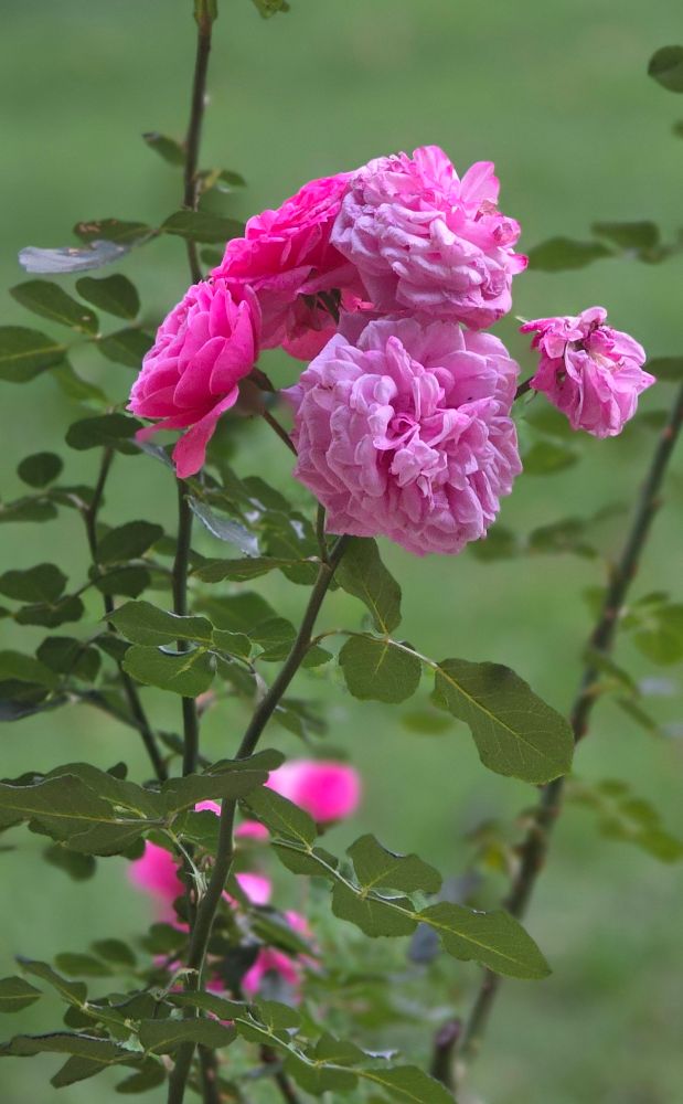 Pink roses in various stages of blooming against a green grass background.