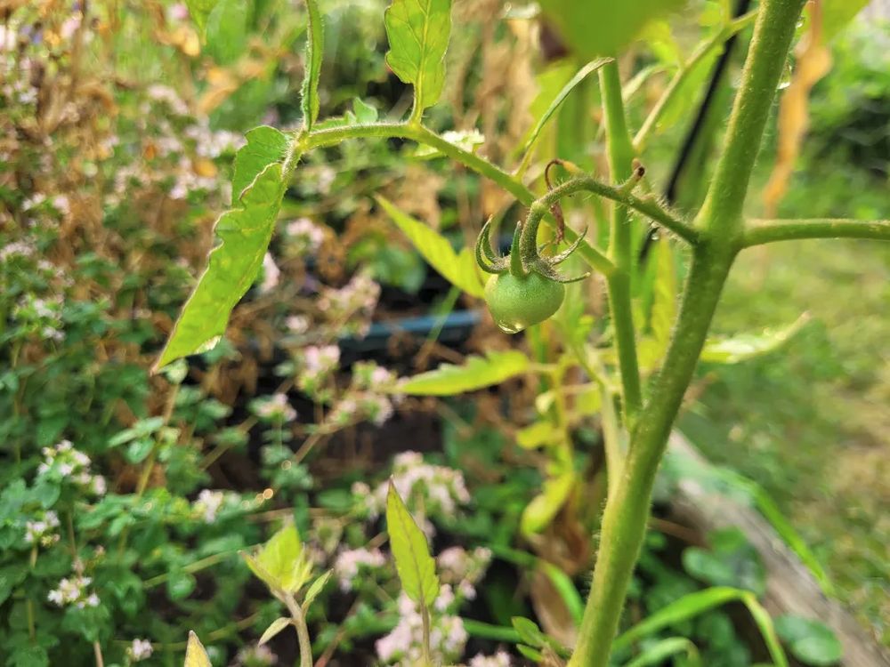 a photograph of greenery with a single small green tomato in focus, a droplet of water gathering at the bottom