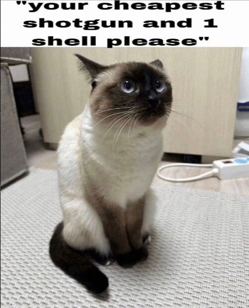 a ragdoll cat inquiring if they are able to obtain the cheapest shotgun and one shell