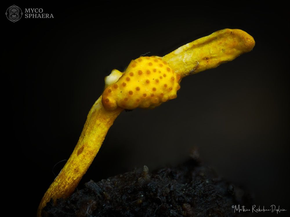 Ophiocordyceps variabilis