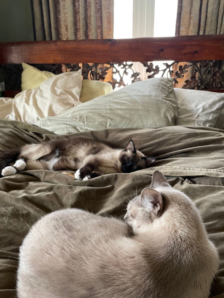 Cats sleep on human bed 