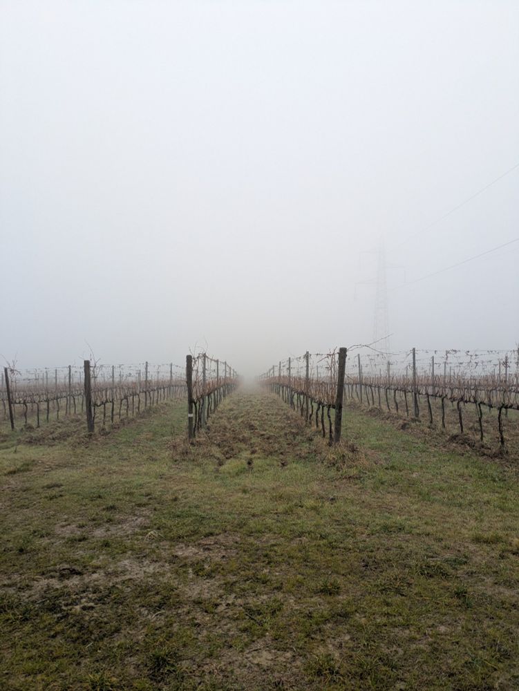 Photo of a vineyard in the fog. A pylon fairly visible in the middle distance.