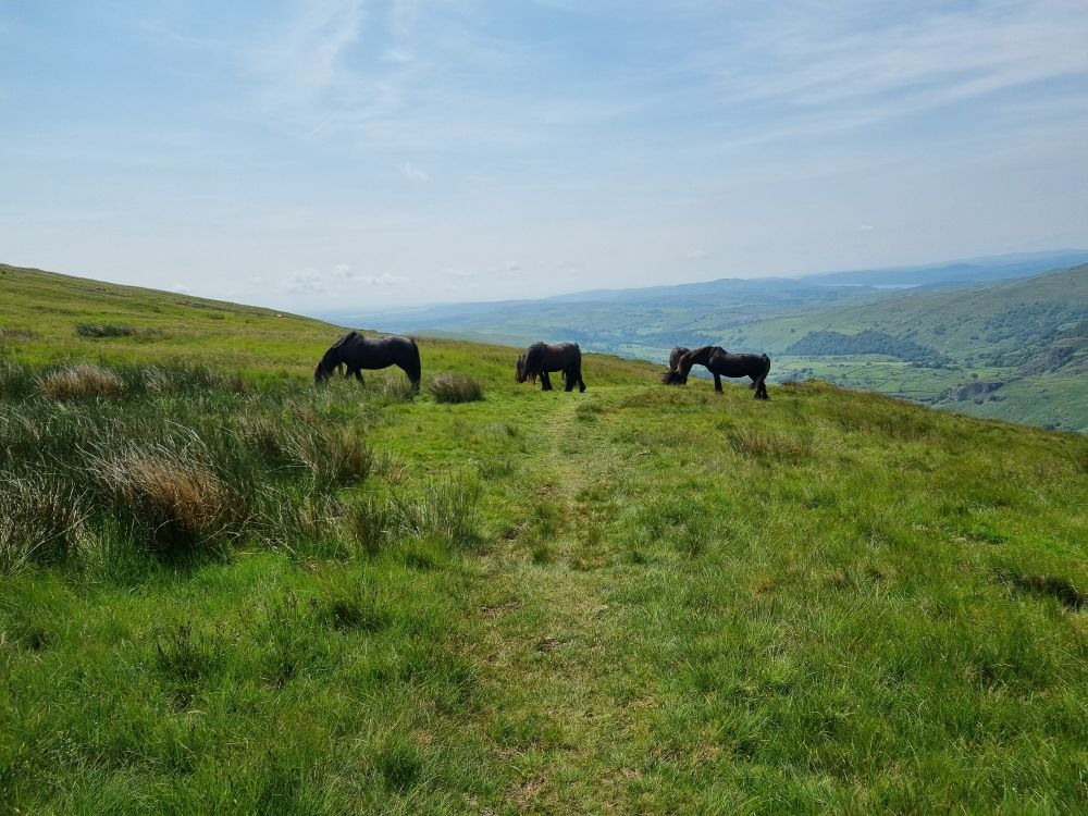 Fell ponies grazing 