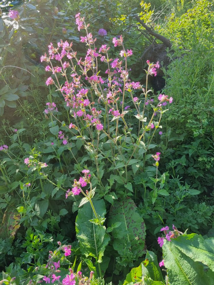 Red  Campion 